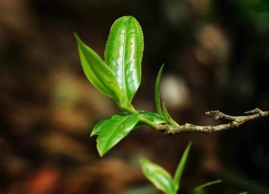 普洱茶知识系列之一：古树茶